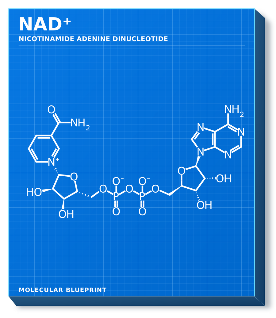 Molecular structure of NAD+
